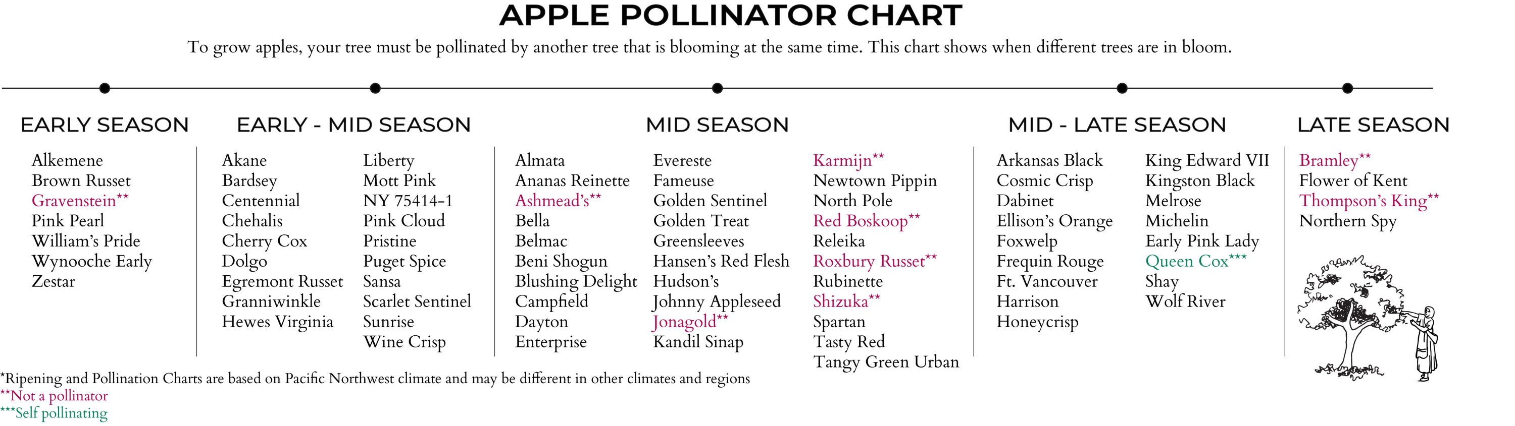 GROWING AN APPLE TREE — Raintree Nursery